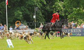 Parade of the Badsworth and Bramham Moor hounds, Bramham Horse Trials 2013.