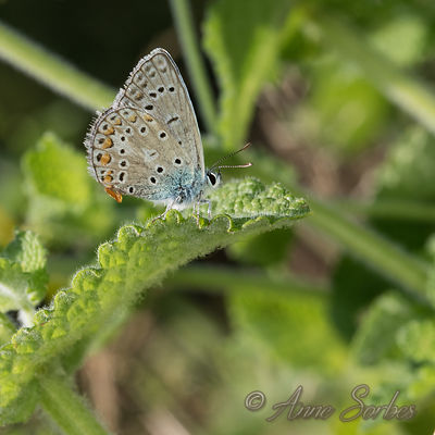 Polyommatus icarus