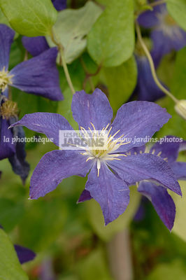 Clematis 'Bonanza' (clématite). Collection Arnaud Travers