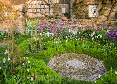 Cutting garden with purple honesty, tulips and Narcissus 'Geranium' surrounding hazel wigwams ready to support sweetpeas. Brilley Court Farm, Whitney-on-Wye, Herefordshire, UK