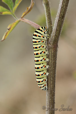 Papilio machaon