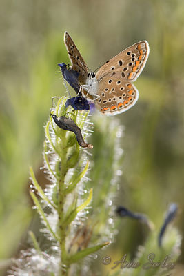 Polyommatus icarus