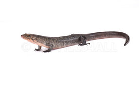 Solomon Island Ground skink (Eugongylus albofasciatus)