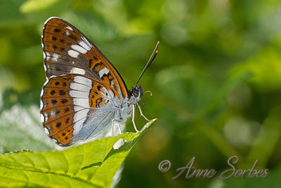 Limenitis camilla