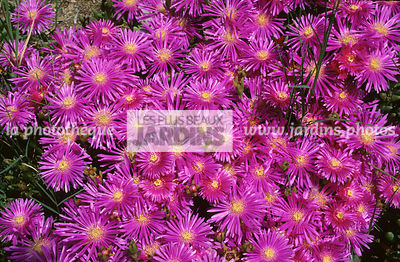 Delosperma cooperi (ficoïde). Aizoaceae. Plante succulente. Afrique du Sud.