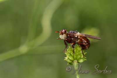 Myopa sp.