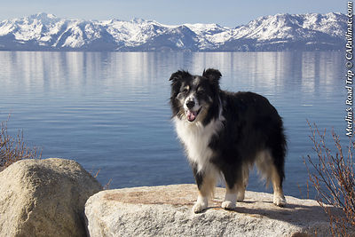 Lake Tahoe Merlin