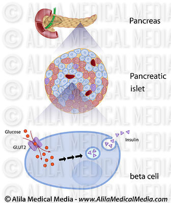 Le glucose induit la sécrétion d'insuline dans les cellules bêta du pancréas.