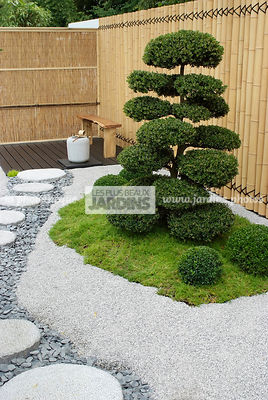 Jardin inspiration japonaise : jardin style japonais, Arbre taillé en nuage : Ilex crenata (houx crenélé du Japon), Paysagiste : Kevin Young, Hampton Court, Angleterre