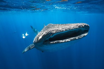 Rencontre avec un requin baleine