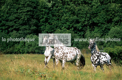 Chevaux appaloosa au pré. Elevage de la Graude. Le Bonhomme. Haut-Rhin. France