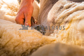 close up detail of sheep shearing