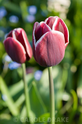 Tulip 'Fontainebleau'. Brilley Court Farm, Whitney-on-Wye, Herefordshire, UK