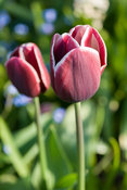 Tulip 'Fontainebleau'. Brilley Court Farm, Whitney-on-Wye, Herefordshire, UK