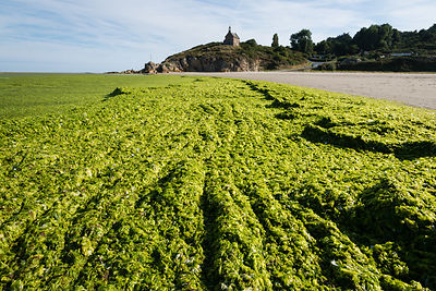 Marée d'algues vertes plage de St-Maurice en arrière plan la chapelle, anse de Morieux, réserve naturelle de la baie de St-Brieuc.
