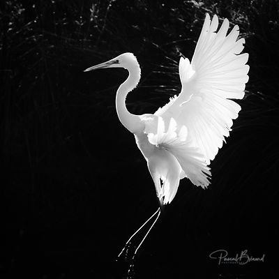 rencontre blanche et noir gratuit