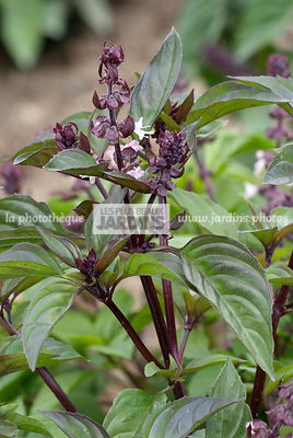 Basilic 'Cannelle' (ocimum basilicum). Plante aromatique