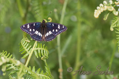 Limenitis reducta