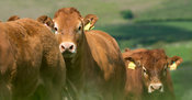 Limousin cows and calves in lush pasture, early summer, Lancashire, UK.