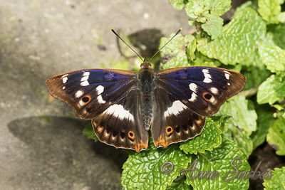 Apatura ilia