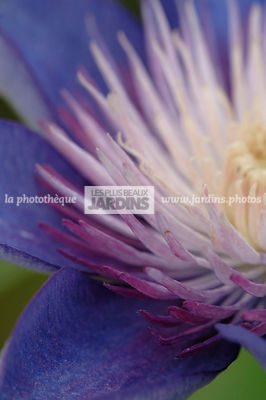 Clematis 'Multiblue' (clématite). Collection Arnaud Travers