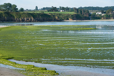 Marée d'algues vertes plage de St-Maurice et à l'embouchure du Gouessant, au loin les plages de Carrieux et La Granville, anse de Morieux, réserve naturelle de la baie de St-Brieuc.