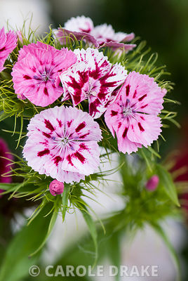 Sweet williams, Dianthus barbatus