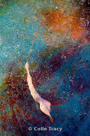 Simplicity, transience, vivid and exquisite detail.