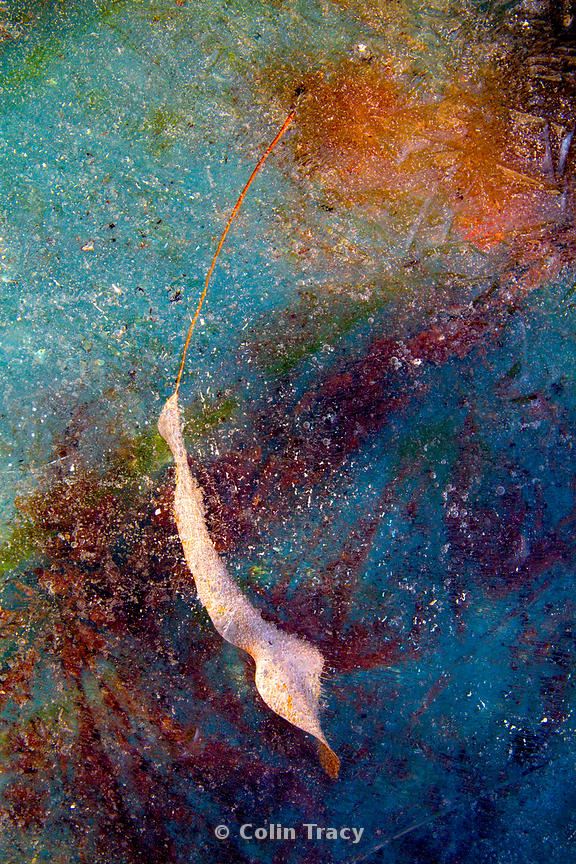 Simplicity, transience, vivid and exquisite detail.