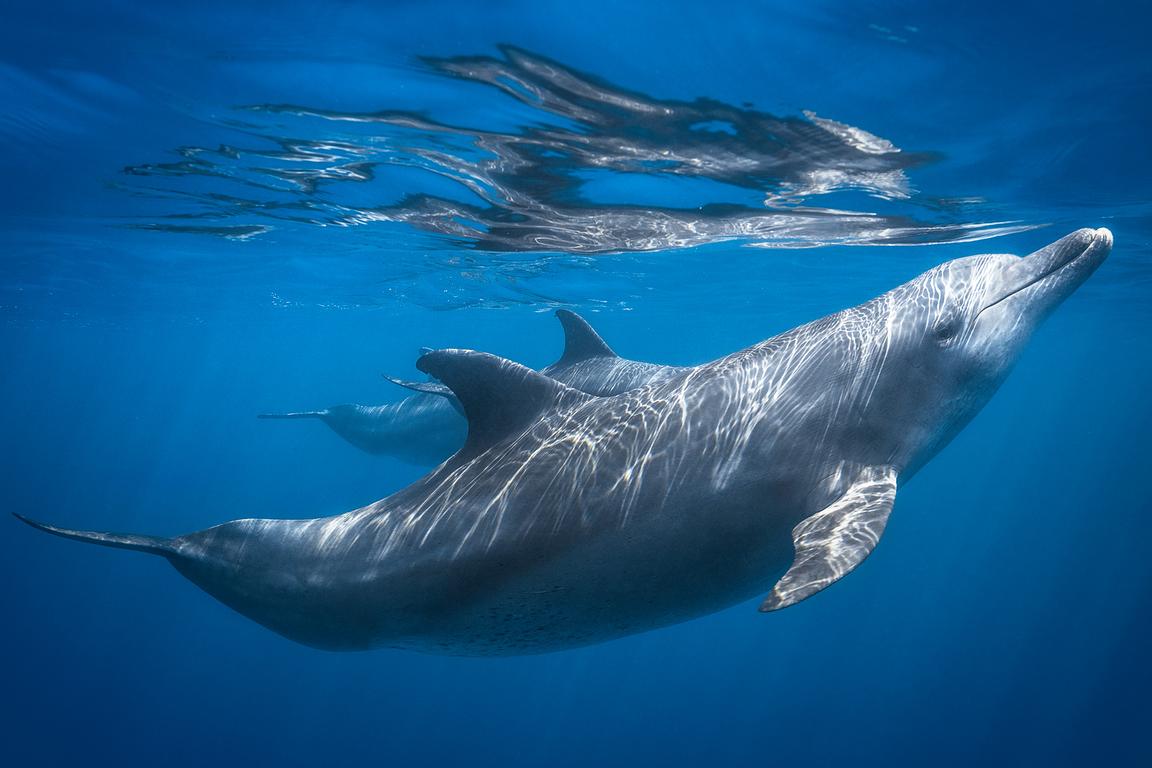 Dolphin at the surface
