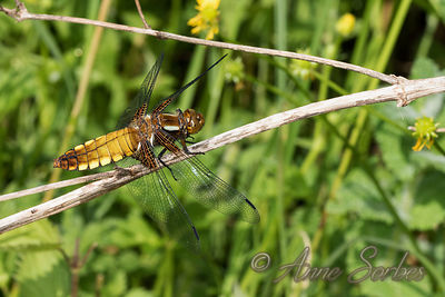 Libellula depressa