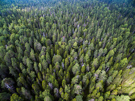 Ikimetsää Pyhä-Häkin kansallispuistossa.