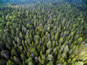 Ikimetsää Pyhä-Häkin kansallispuistossa.
