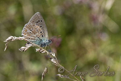 Lysandra bellargus
