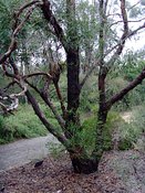 Eucalyptus rodwayi, Swamp Peppermint
