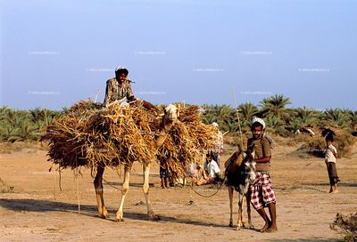Yémen
