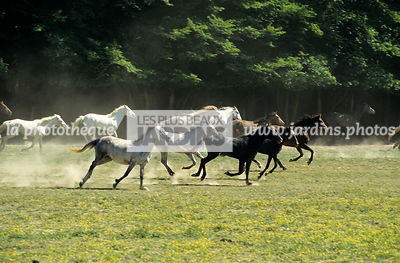 Troupeau de chevaux au galop dans un pré. France