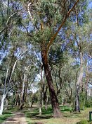 Eucalyptus multicaulis, Whipstick Mallee Ash
