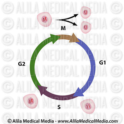 The cell cycle