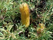 Banksia Stumpy Gold