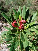 Telopea mongaensis