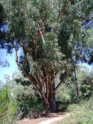 Eucalyptus andrewsii campanulata