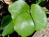 Kennedia macrophylla