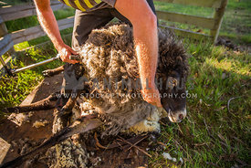 sheep shearing