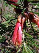 Calothamnus macrocarpus