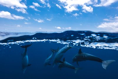 Dauphins à la surface - Lagon de Mayotte