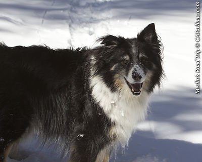 Happy Snow Merlin