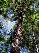 Araucaria cunninghamii or Hoop Pine