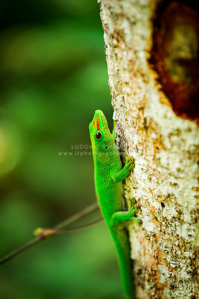 N2015-233-Madagascar-Gecko-vert-sur-arbre