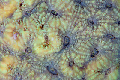 Acanthastrea